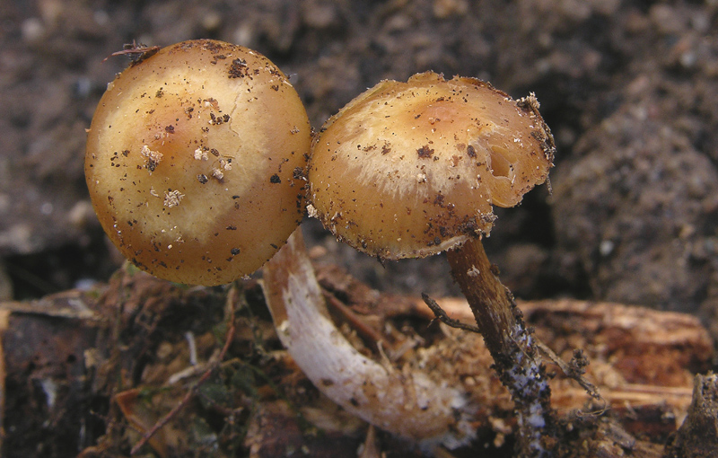 Galerina da determinare n�24.